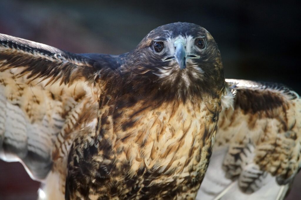 hawk 4607409 1280