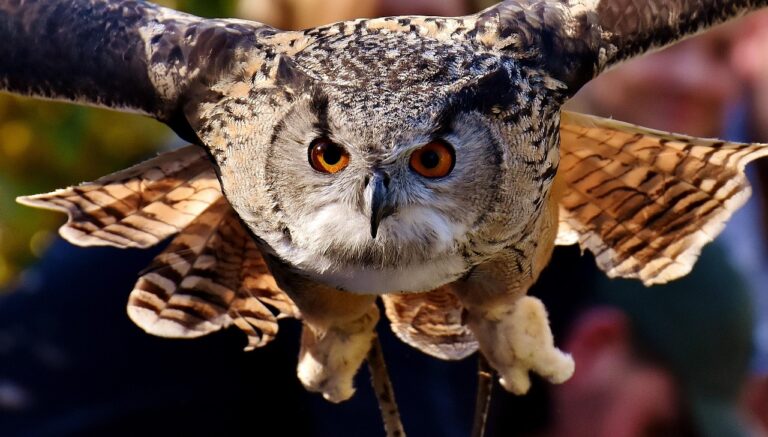 owl, raptor, bird, feathers, plumage, birds, animal, wildlife, beak, fluffy, bird's eye view, nature, tierpark hellabrunn, eyes, focus