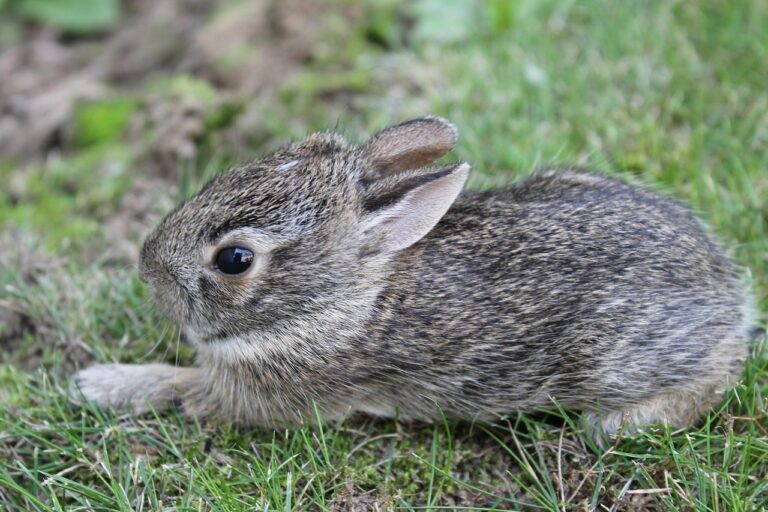 baby bunny, rabbit, cute, animal, small, little, mammal, young, nature, adorable, sweet, furry, one, baby, bunny, hare, green rabbit, green bunny, baby bunny, baby bunny, baby bunny, baby bunny, baby bunny, rabbit, rabbit, rabbit, rabbit, rabbit, nature, baby, bunny